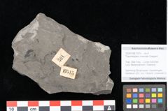 Foto (Objekt + Etikett) von Thaumatopteris muensteri Goeppert (NHMW-GEO-2024-0188-10515)